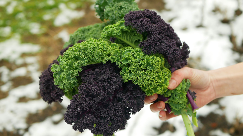 One hand holds a cluster of kale leaves against a snowy backround.