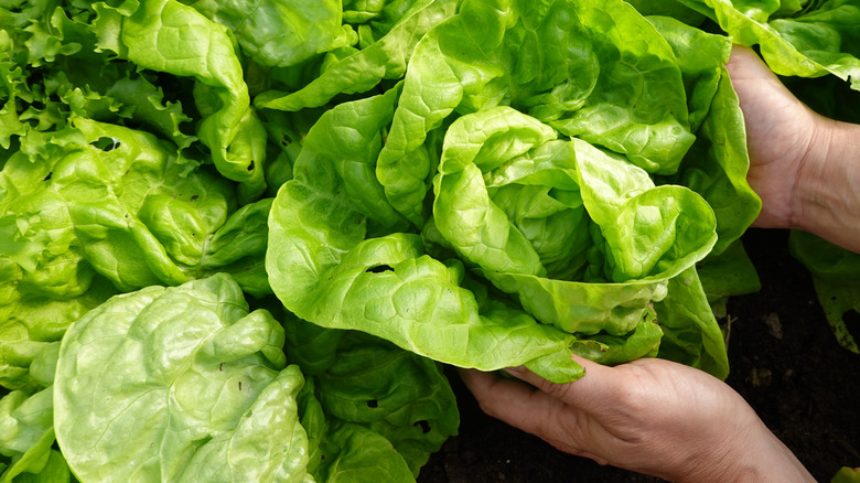 A pair of hands pick a head of lettuce.