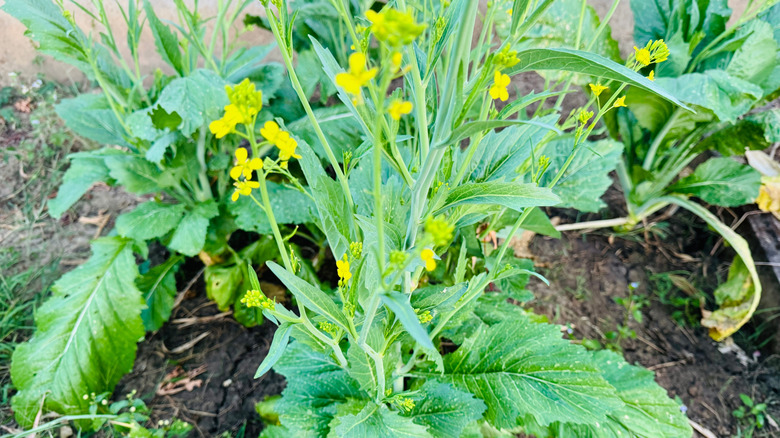 Garden mustard has produced flowers.