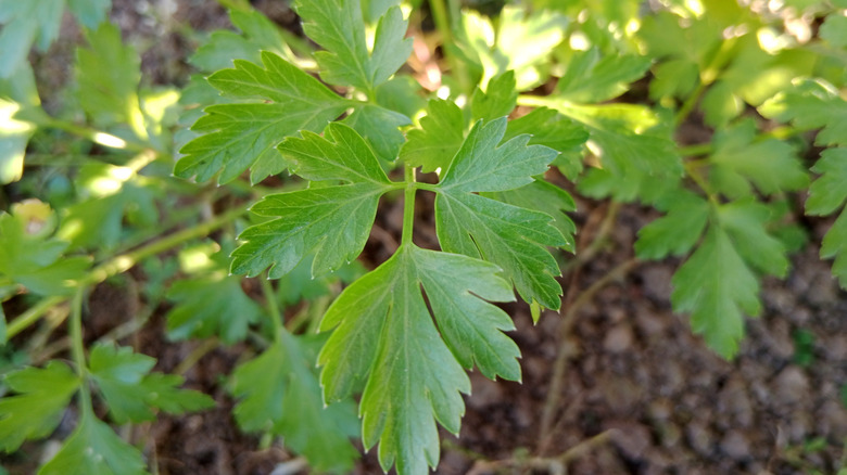 Parsley grows in a garden.