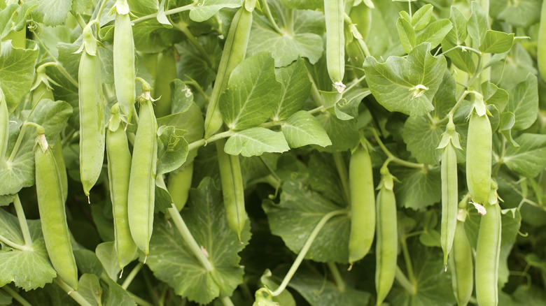 Green pea pods hang from plants in a garden.