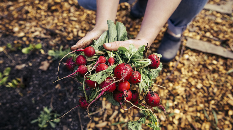A gardener holds a cluster of freshly-picked radishes in their garden.