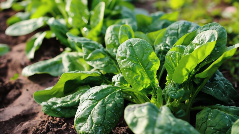 Spinach grows in a garden.