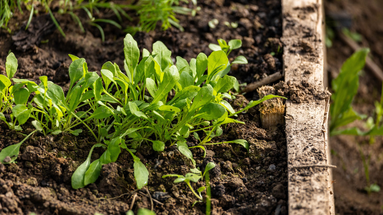 Arugula in a garden bed