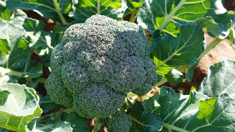 Broccoli growing ready to be harvested