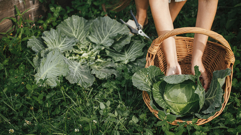 Person harvesting cabbage