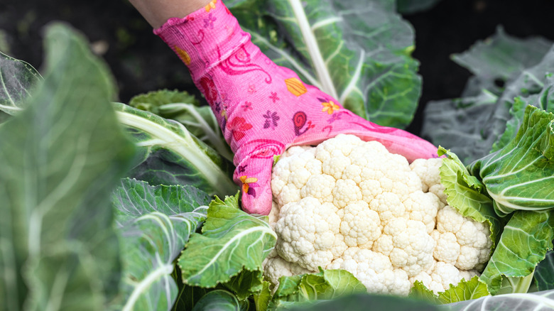 Someone harvesting cauliflower