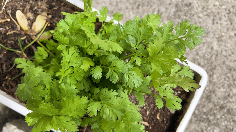 Close up of cilantro growing in a container