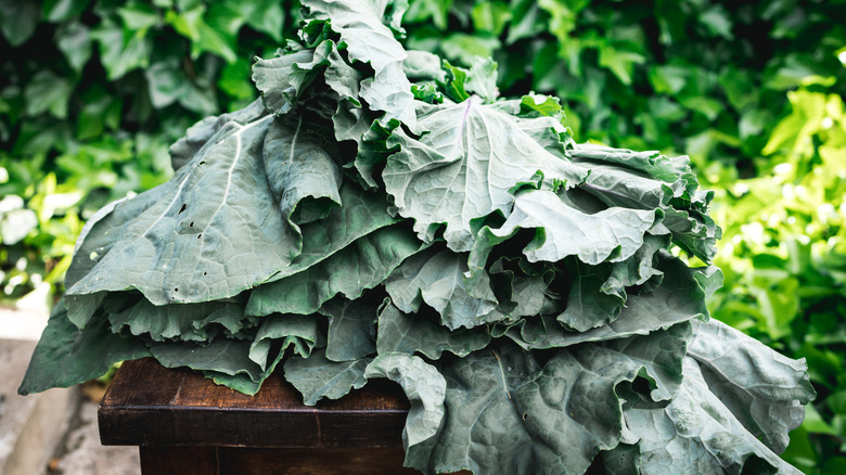 Freshly harvested collards greens