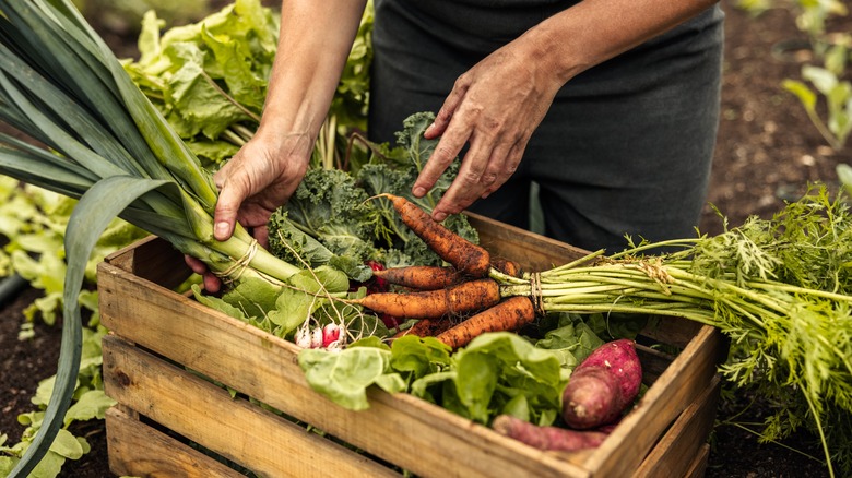 Freshly harvested vegetables