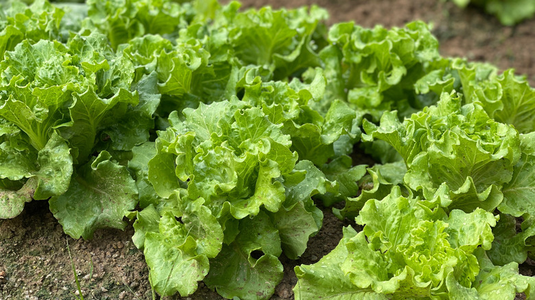 Lettuce growing in a garden