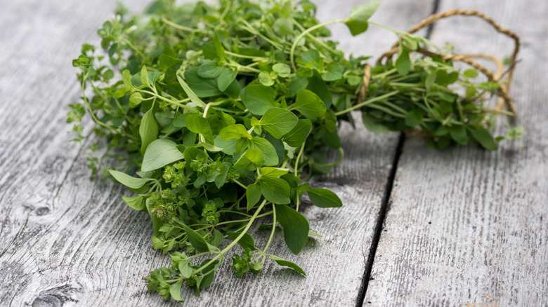 Freshly picked oregano
