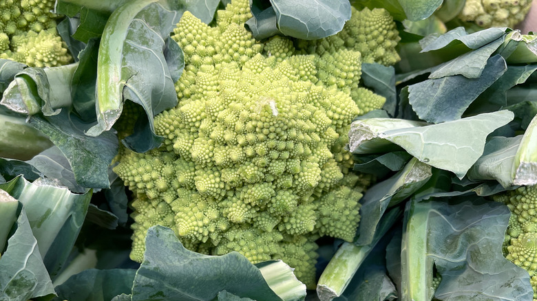 Fresh Romanesco