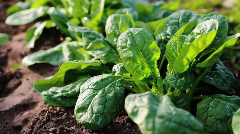 Spinach growing in a home garden