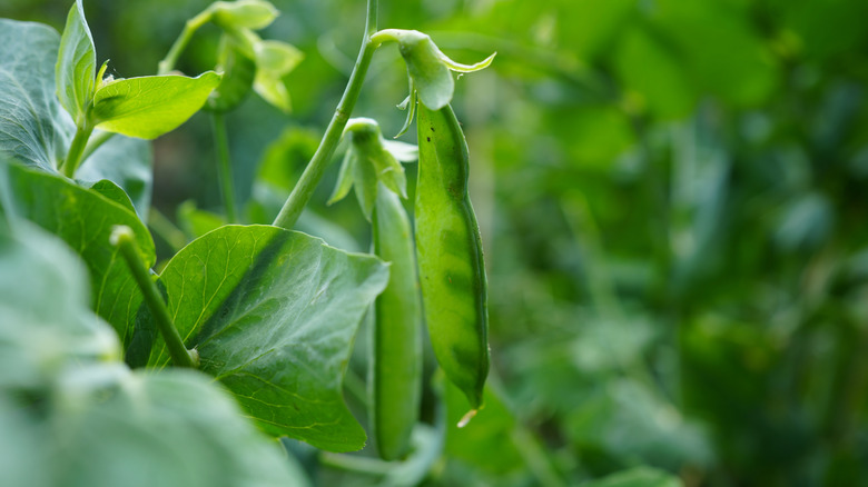 Close up of sugar snap peas