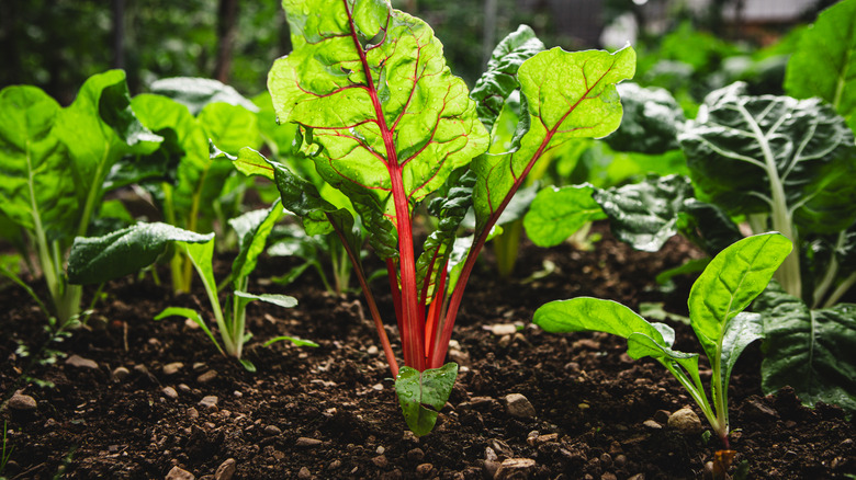 Swiss chard growing in a vegetable garden