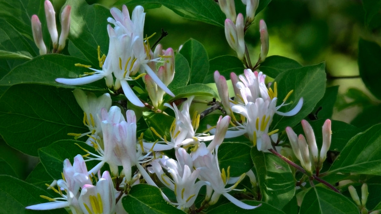 White amur bush honeysuckle flowers