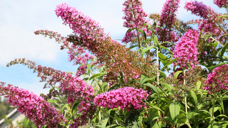 Clusters of pink butterfly bush flowers