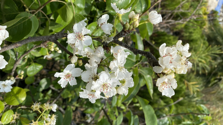 White flowers on a callery pear tree