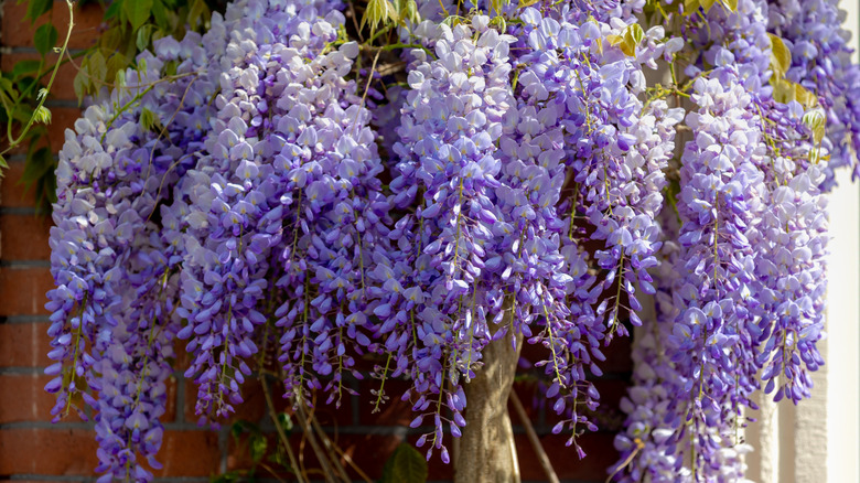 Clusters of purple Chinese wisteria flowers