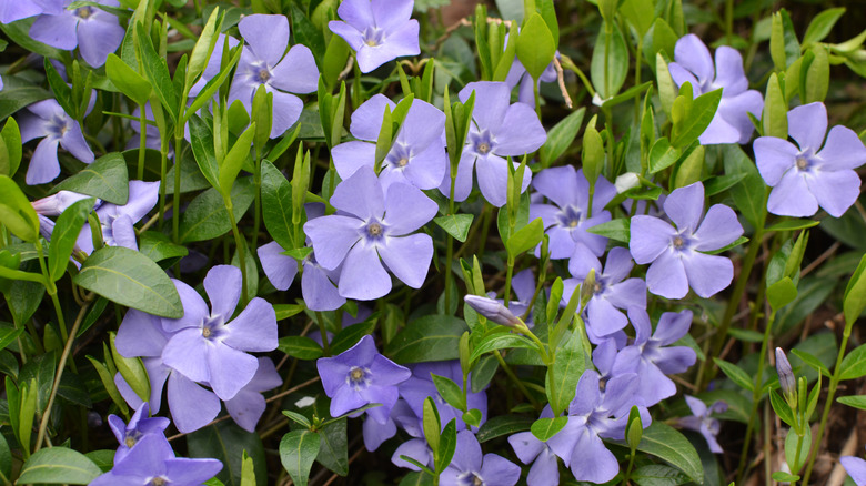 Close-up of common periwinkle flowers and foliage