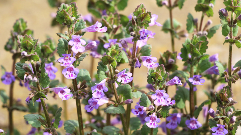Close-up of creeping Charlie's purple flowers and scalloped leaves