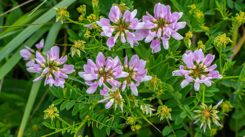 Close-up of crown vetch flowers