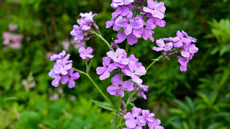 Close-up of purple dame's rocket flowers