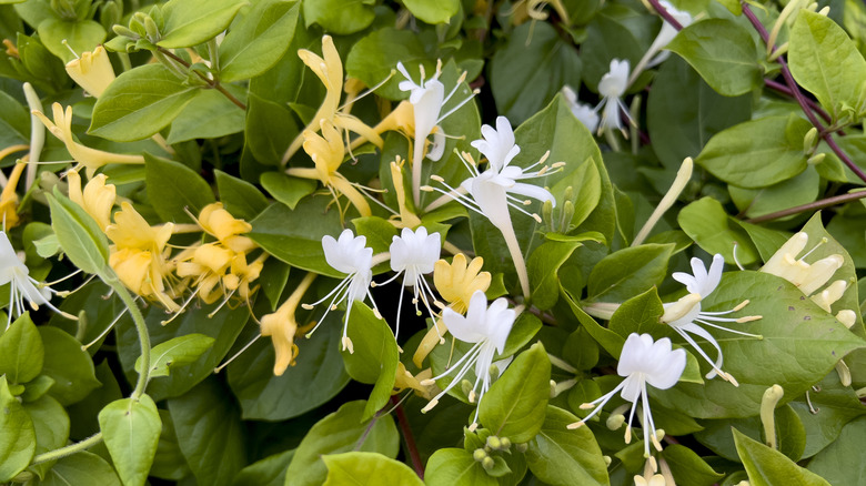 White and yellow flowers on a Japanese honeysuckle plant