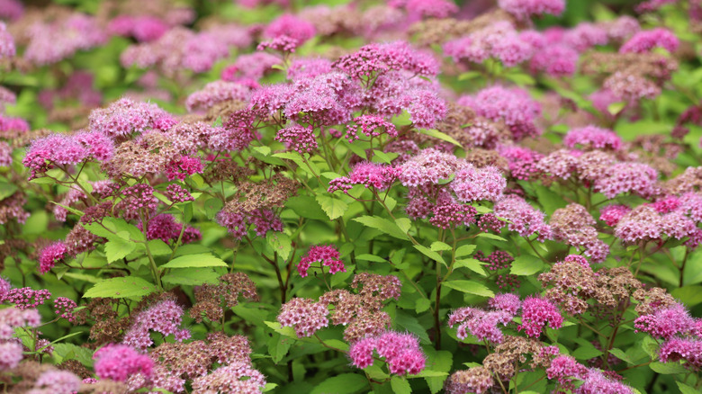 Close-up of pink Japanese spirea flowers