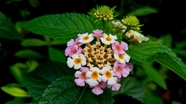 Close-up of Lantana strigocamara flowers