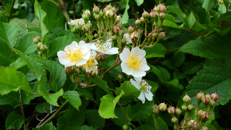 White flowers and buds on a multiflora rose plant