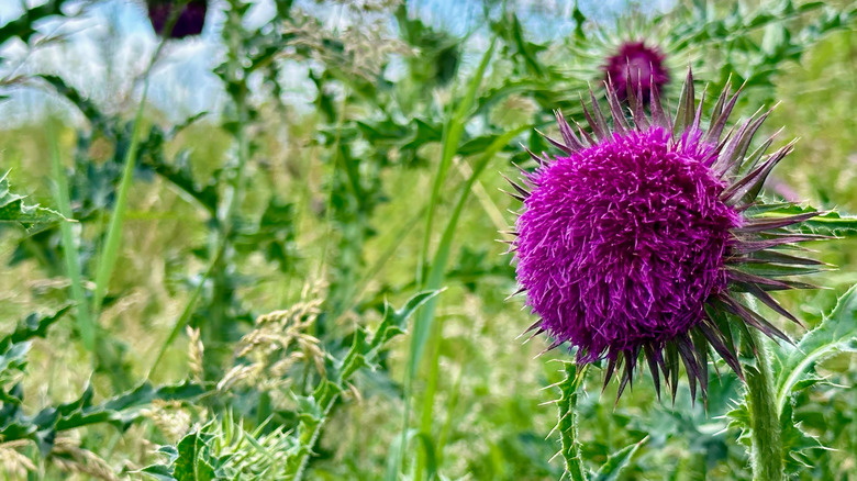 Close-up of musk thistle