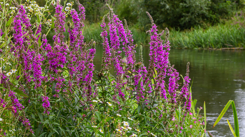 Purple loosestrife growing near water