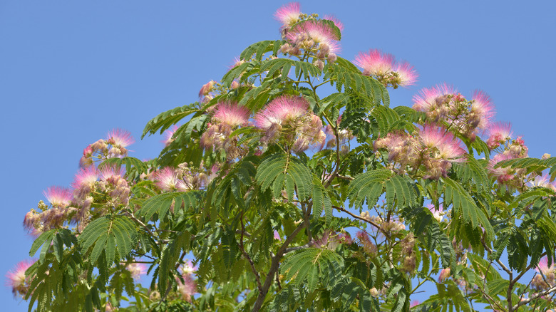 Foliage and flowers on a silk tree