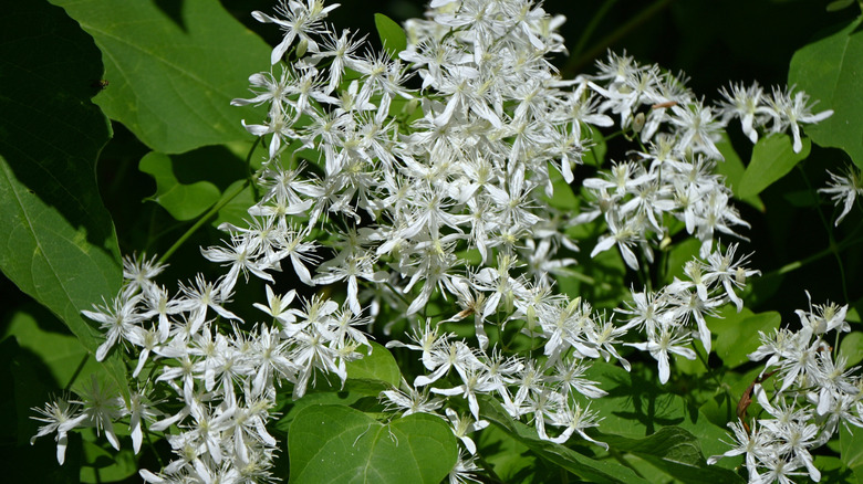 Close-up of white sweet autumn clematis flowers