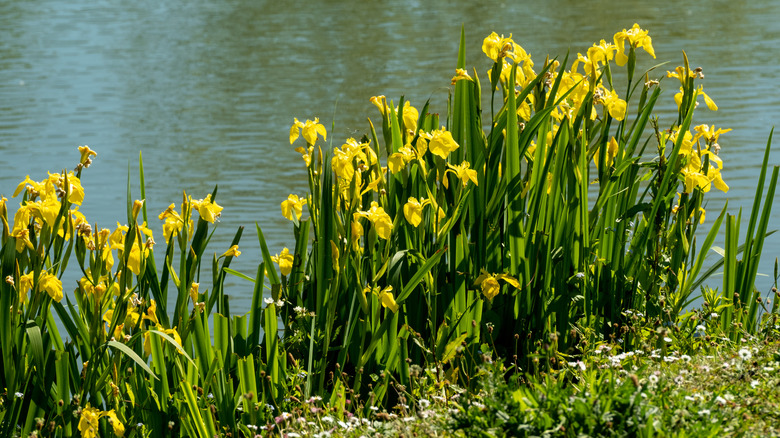 Yellow iris plants growing near a body of water