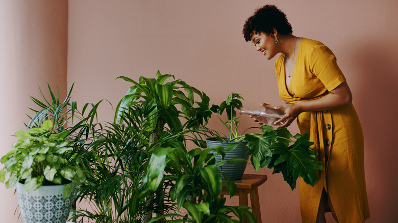 woman watering house plants