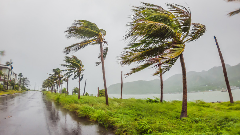 palm trees in the wind