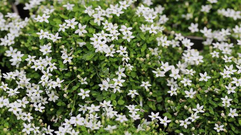 Small white flowers of blue star creeper