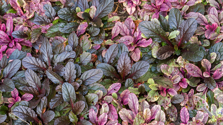 Ajuga can provide color with both flowers and foliage