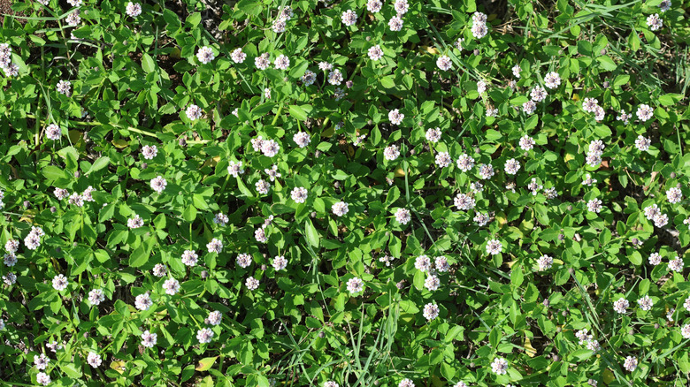A stand of frogfruit overtaking turfgrass