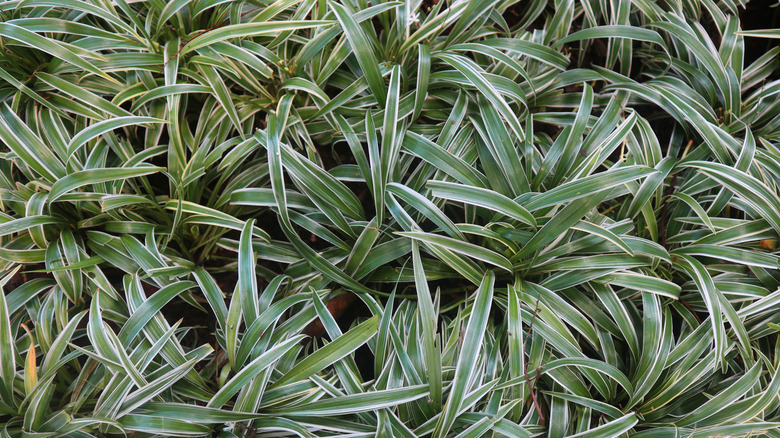 A variegated cultivar of Chamaemelum nobile