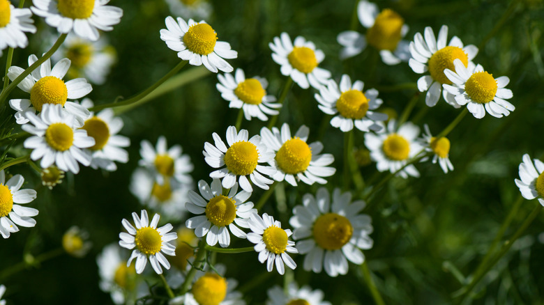 The small, daisy-like flowers of Chamaemelum nobile