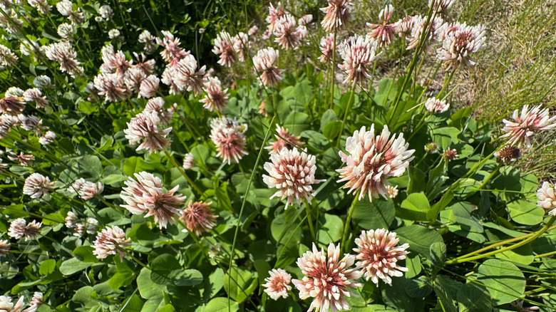 Clover out-competing turfgrass