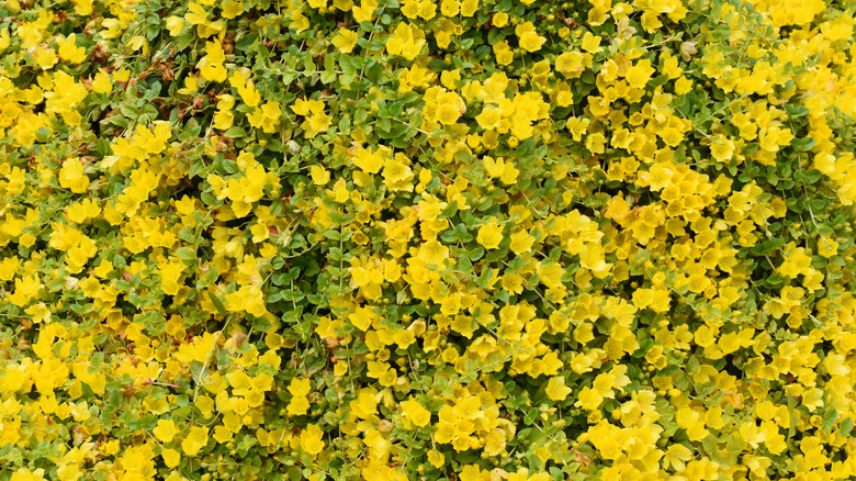 A blanket of blooming Lysimachia nummularia