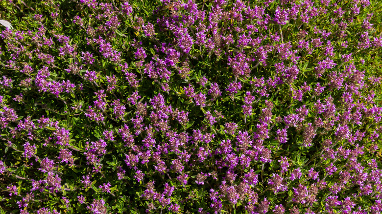 Fragrant Thymus serphyllum in bloom