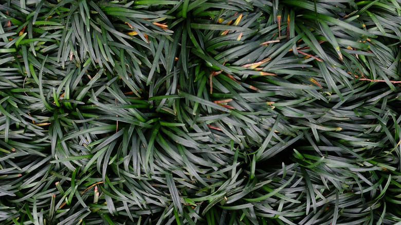 The lush texture of Ophiopogon japonicus