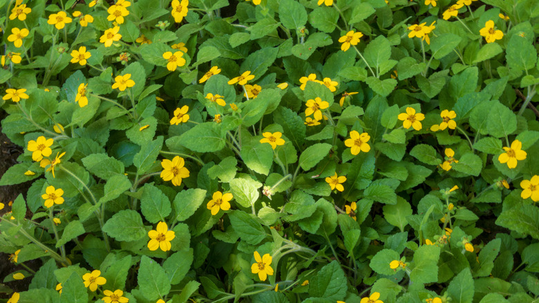 The colors of Chrysogonum virginianum are not quite unexpected