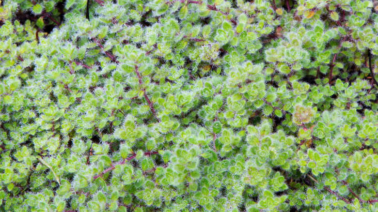 A low-growing mat of woolly thyme